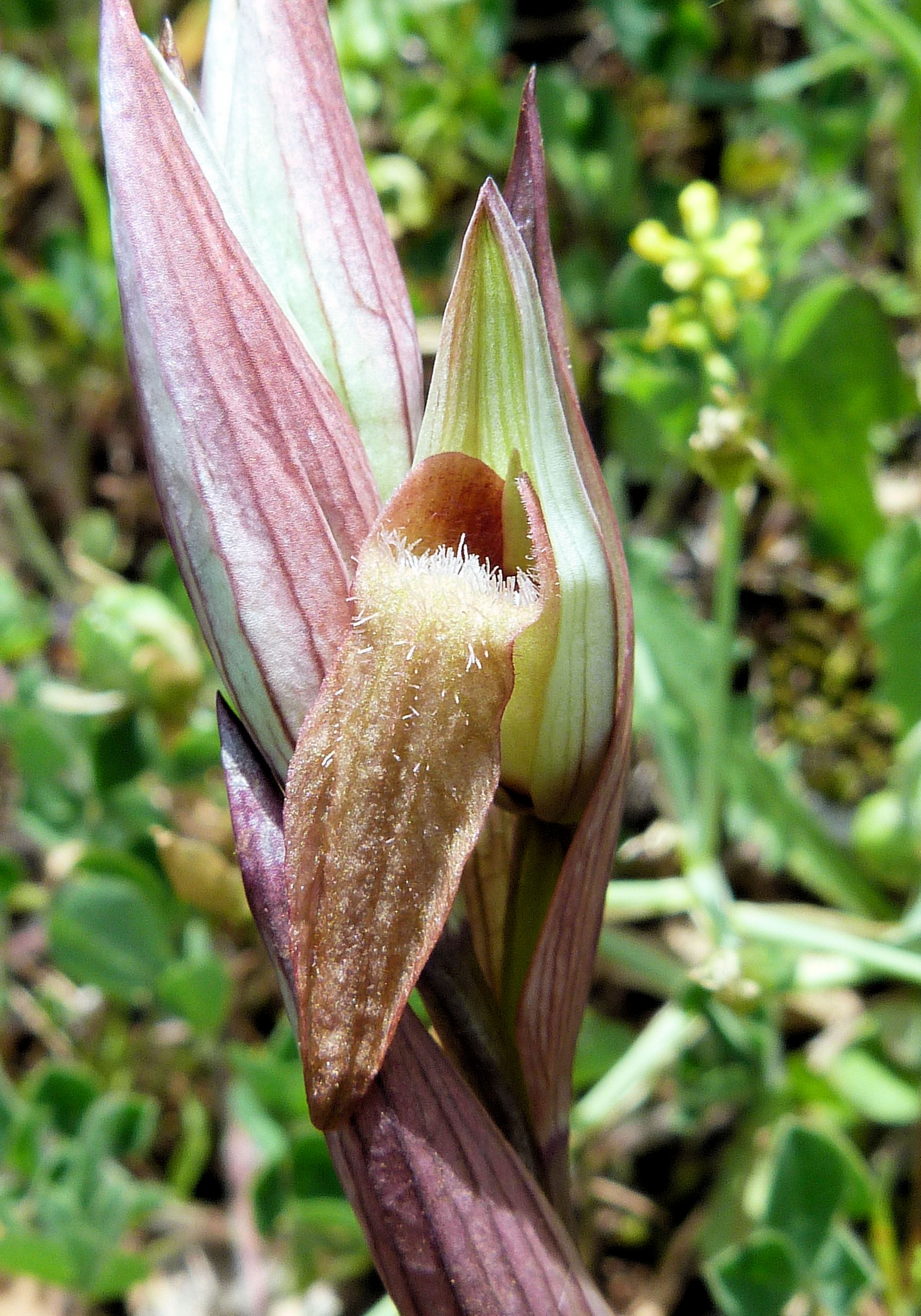 Serapias vomeracea subsp. longipetala