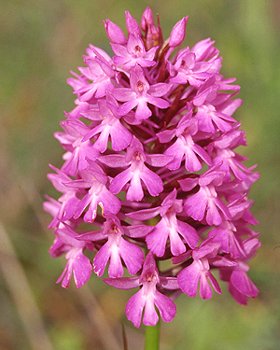 Orchidea piramidale