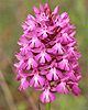 Anacamptis pyramidalis