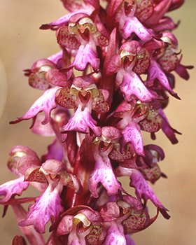 Orchidea di Robert