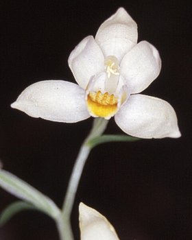 Elleborine bianca
