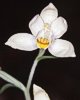 Cephalanthera damasonium