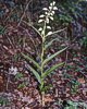 Cephalanthera longifolia