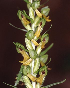 Orchidea verde