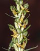 Coeloglossum viride (L.) Hartm.