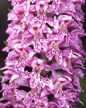 Orchidea di Fuchs