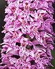 Dactylorhiza fuchsii