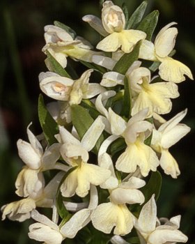 Orchidea romana