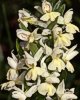 Dactylorhiza romana