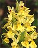 Dactylorhiza sambucina