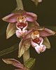 Epipactis helleborine