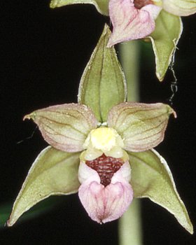 Elleborine meridionale