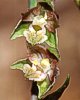 Epipactis microphylla