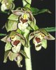 Epipactis muelleri