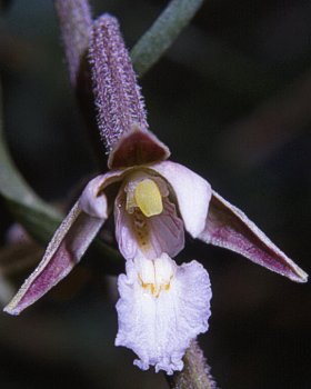 Elleborina palustre