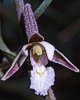 Epipactis palustris