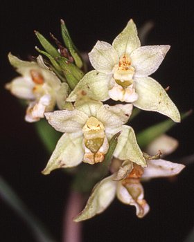 Elleborine violacea