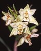 Epipactis viridiflora