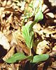 Epipactis schubertiorum