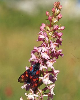 Orchidea delle zanzare