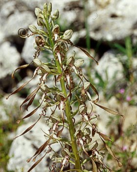 Barbone di becco