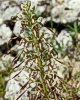 Himantoglossum hircinum