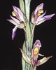 Limodorum abortivum