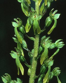 Orchidea ovale