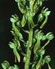 Listera ovata