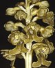 Neottia nidus-avis