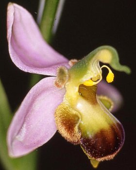 Orchidea fior d�Ape