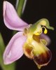 Ophrys apifera