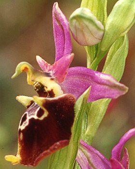 Orchidea della Puglia