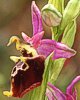 Ophrys apulica