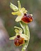 Ophrys araneola