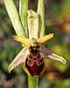 Ophrys archipelagi