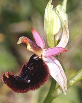 Orchidea di Bertoloni