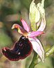 Ophrys bertolonii