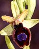 Ophrys bertoloniiformis