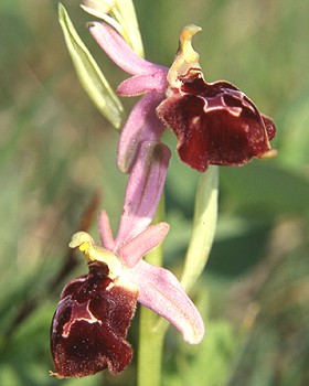 Orchidea dagli occhiali