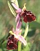 Ophrys biscutella