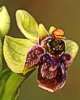Ophrys bombyliflora