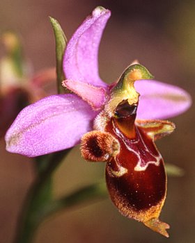 Orchidea mosca cavallina