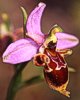 Ophrys bremifera