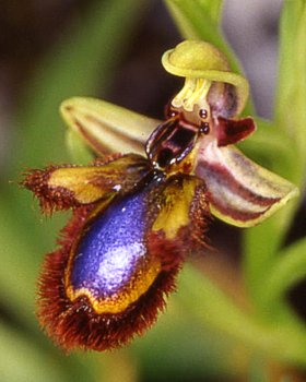 Orchidea ciliata