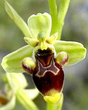 Orchidea di Conrad