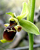 Ophrys conradiae
