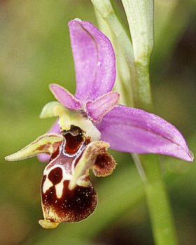 Orchidea cornuta