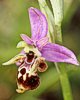 Ophrys cornuta