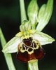 Ophrys fuciflora